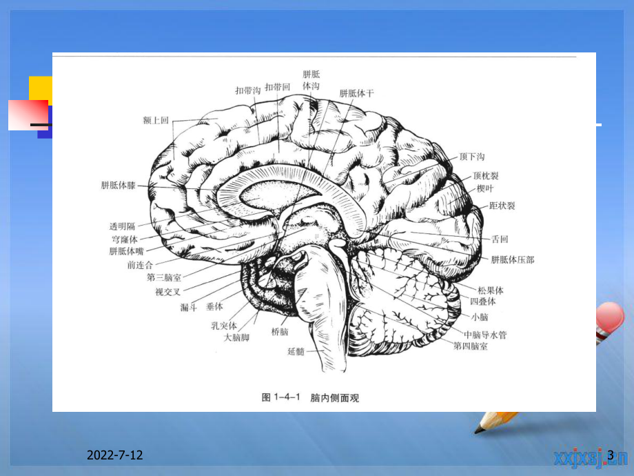 桥小脑角区肿瘤课件PPT课件.ppt_第3页