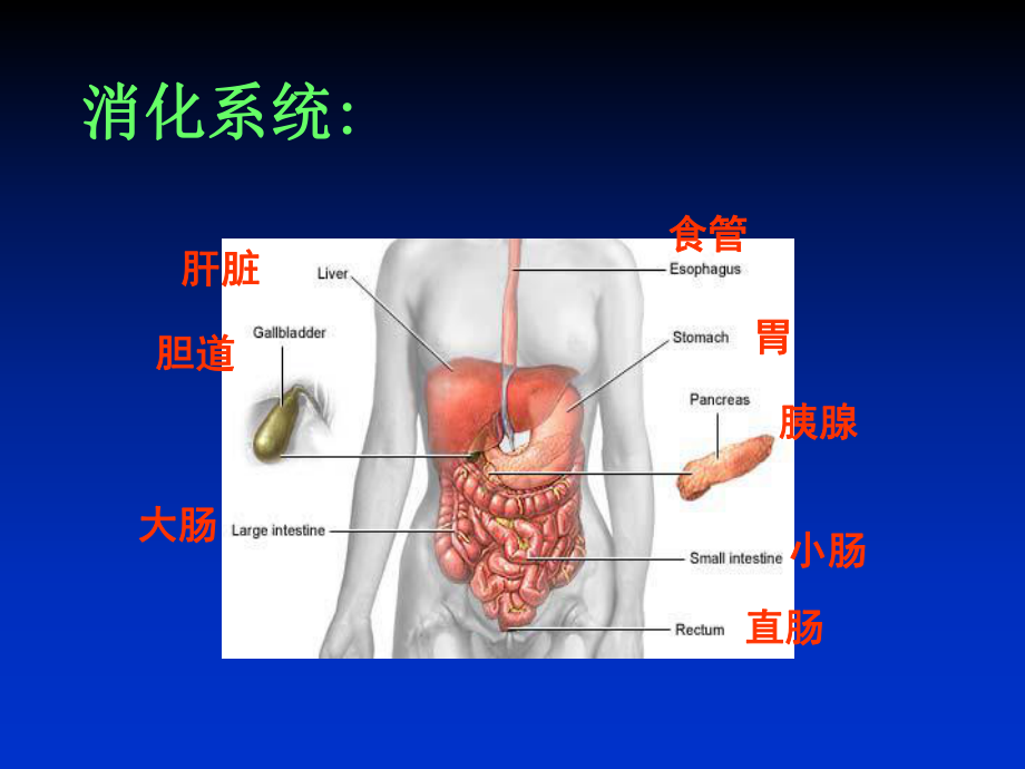 胃炎教学用PPT课件.ppt_第2页