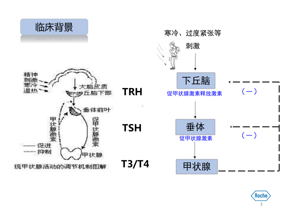 甲状腺自身抗体检测PPT课件.pptx_第3页