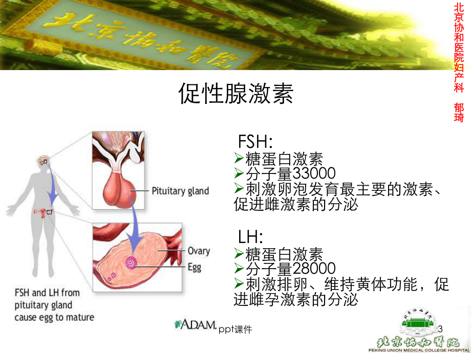 激素测定与妇科内分泌-ppt课件.ppt_第3页