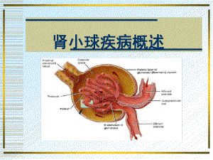 肾小球疾病概述课件.ppt