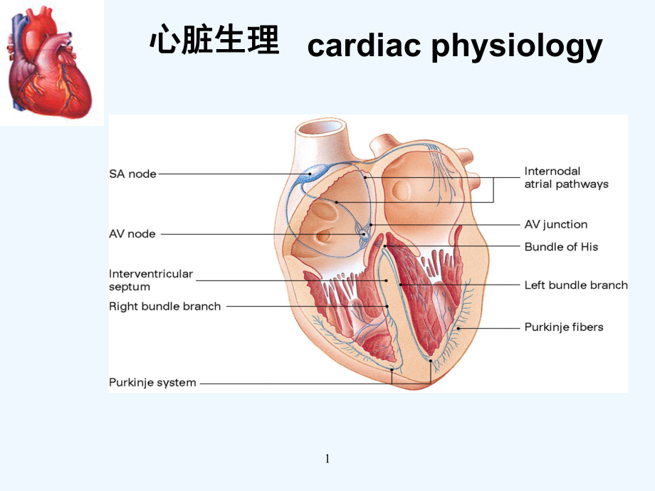 循环系统危重症患者的-监测及护理课件.ppt_第3页