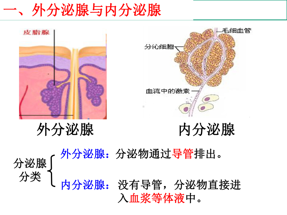 内分泌调节老师课件.ppt_第1页