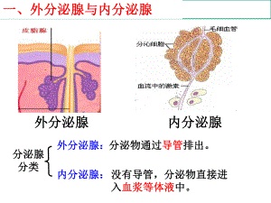 内分泌调节老师课件.ppt