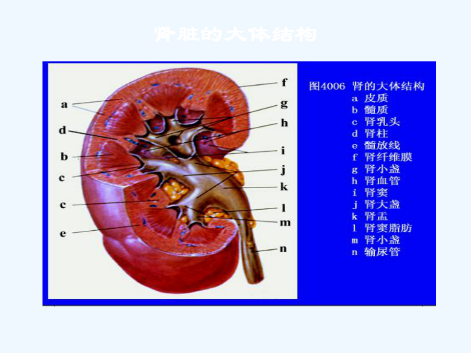 肾活检病理检查及肾脏病理基础知识重点课件.ppt_第3页