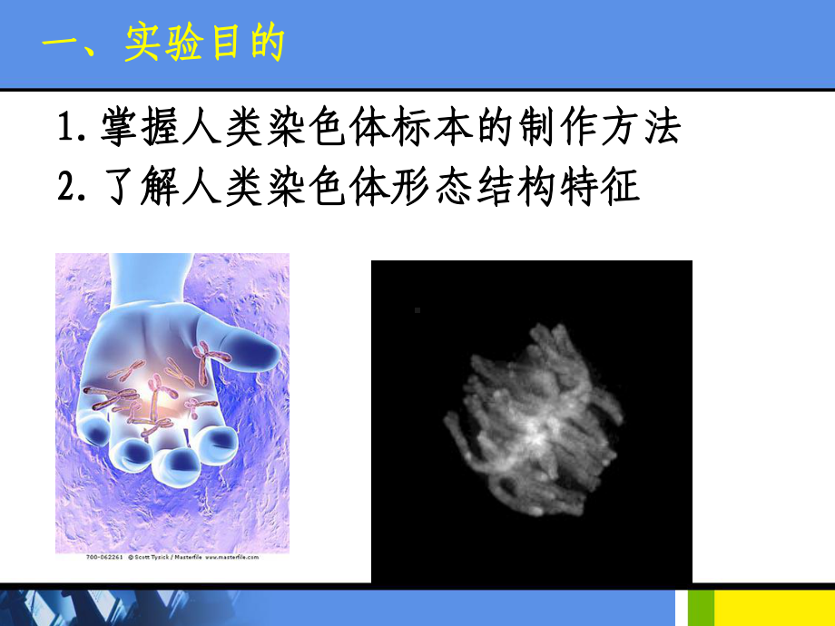 人类外周血淋巴细胞的培养及染色体标本制备课件.ppt_第2页