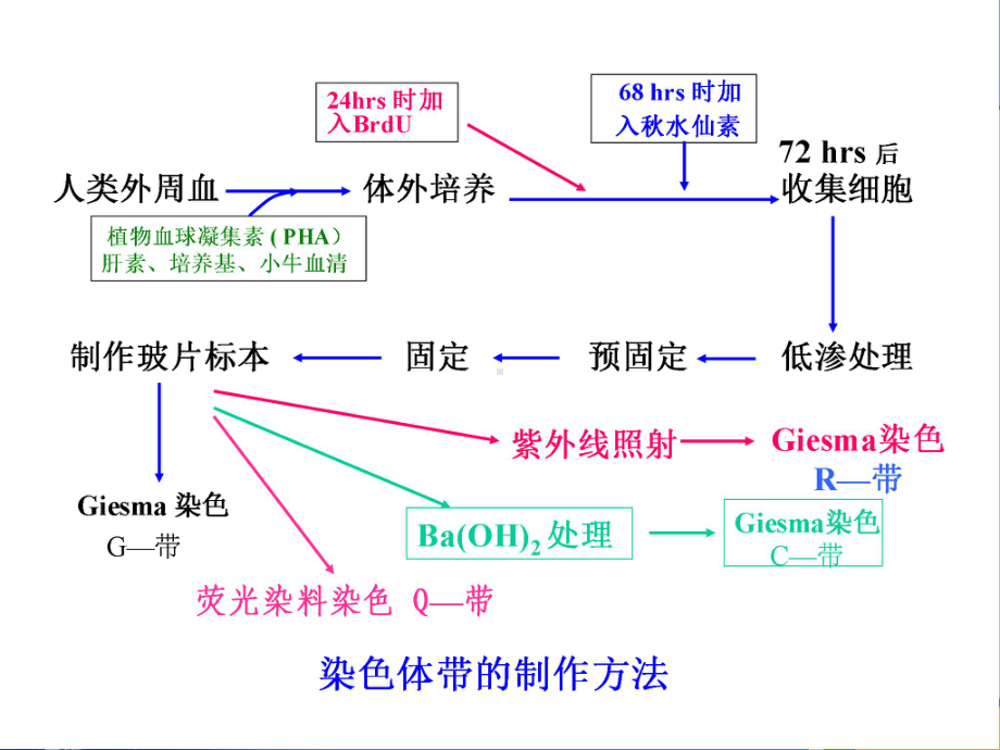 人类外周血淋巴细胞的培养及染色体标本制备课件.ppt_第3页