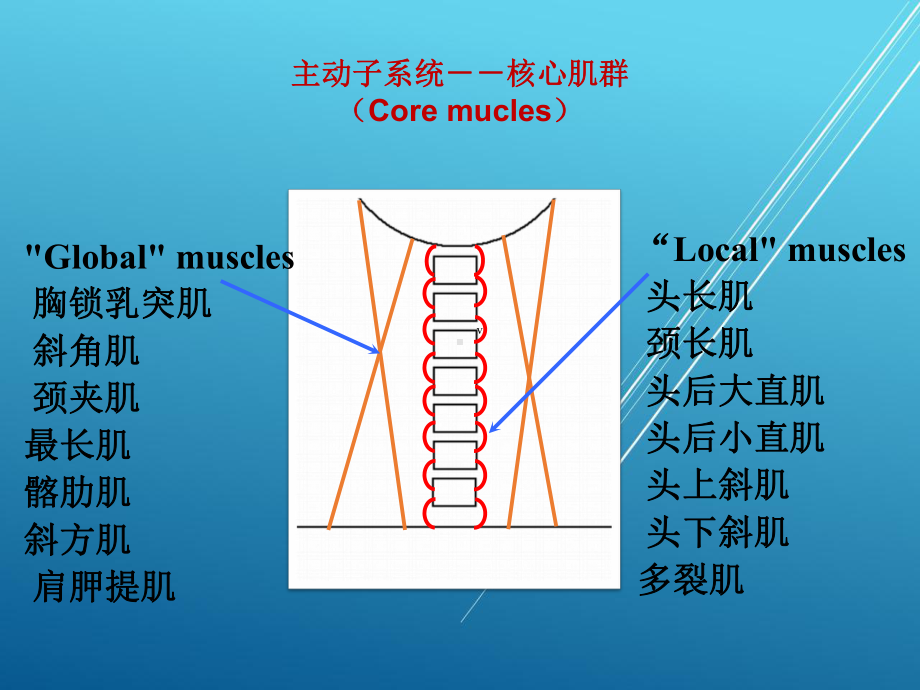 （康复与运动）各论颈椎课件.pptx_第3页