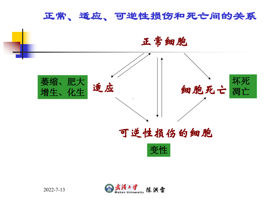 病理学适应和损伤课件.ppt_第2页