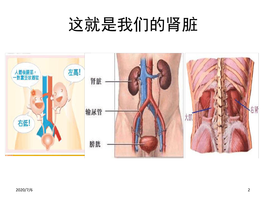 呵护肾脏肾脏科普课件.ppt_第2页