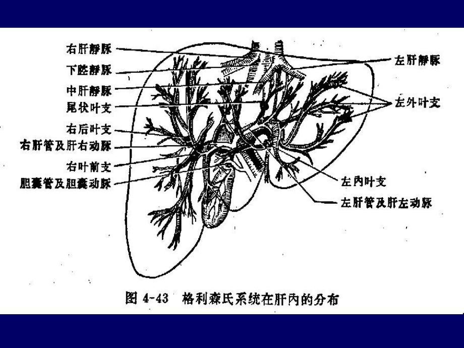 胆道疾病.课件.ppt_第3页