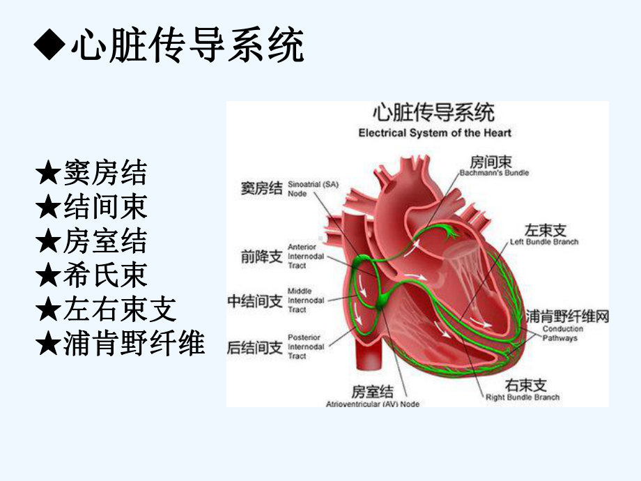 房室传导阻滞的治疗及护理-PPT课件.ppt_第3页