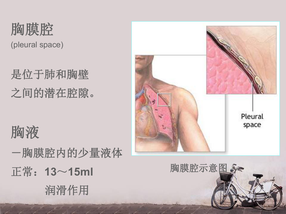 胸腔积液诊治及护理-ppt课件.ppt_第2页