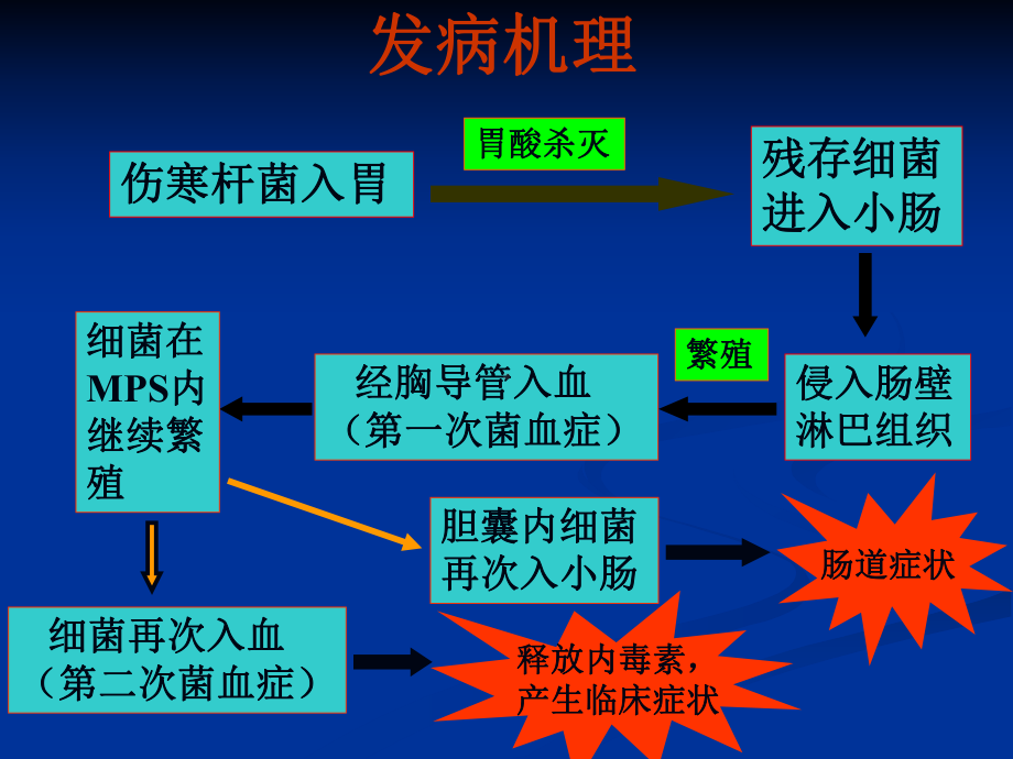 伤寒、细菌性痢疾的临床和病理课件.ppt_第3页