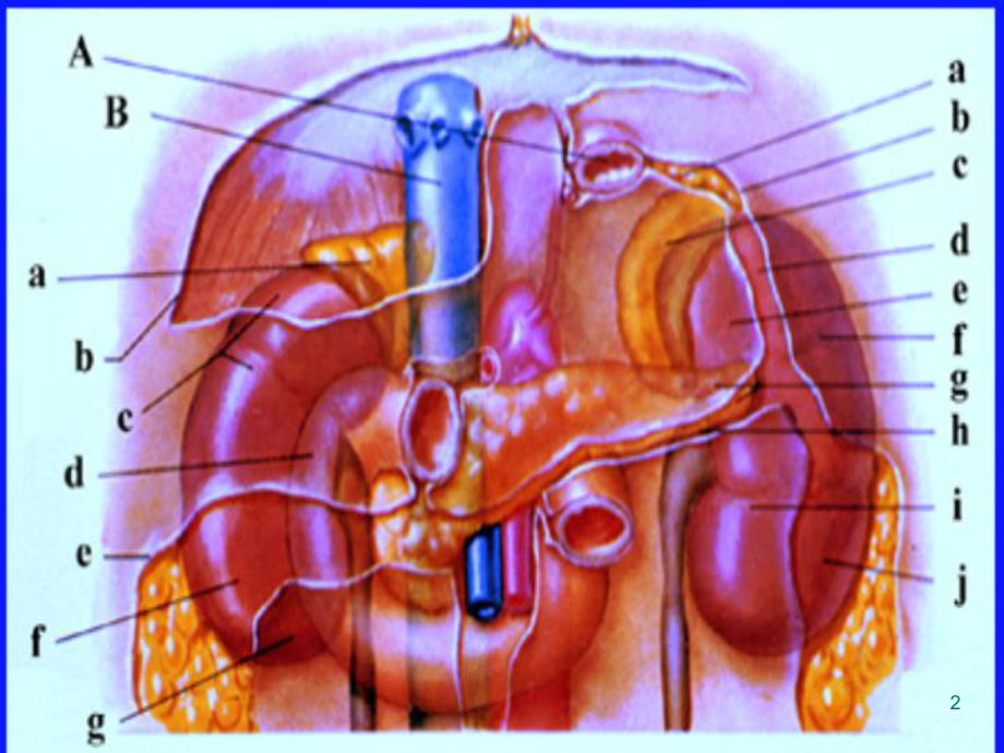 肾脏解剖和生理PPT课件.ppt_第2页