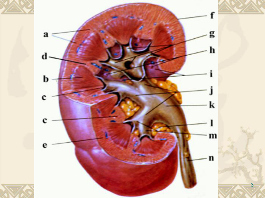 肾脏解剖和生理PPT课件.ppt_第3页