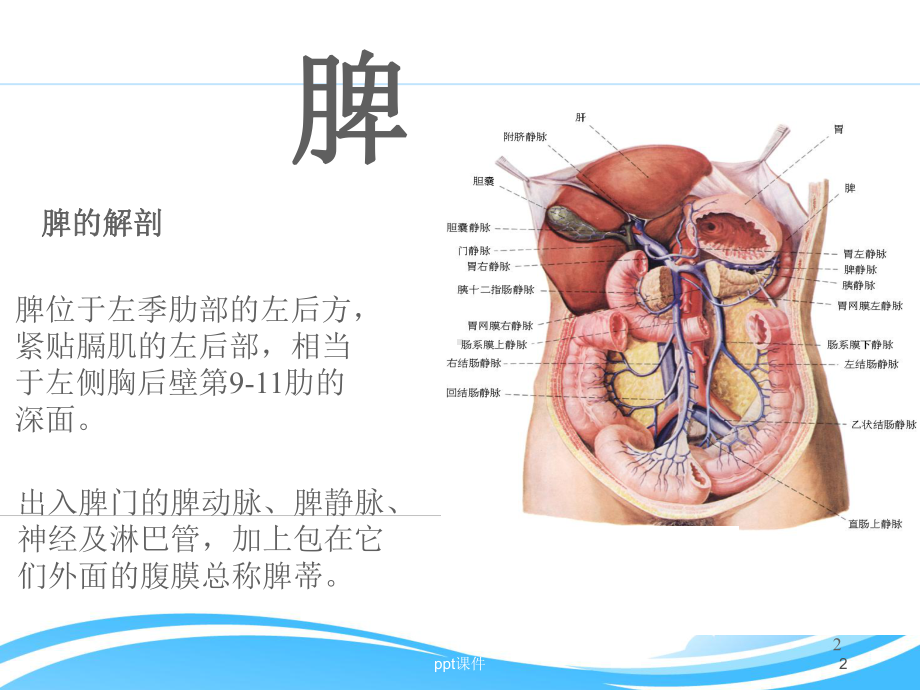 脾切除术-ppt课件.ppt_第2页