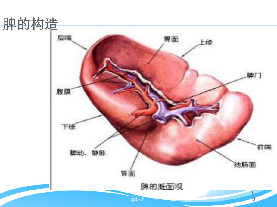 脾切除术-ppt课件.ppt_第3页