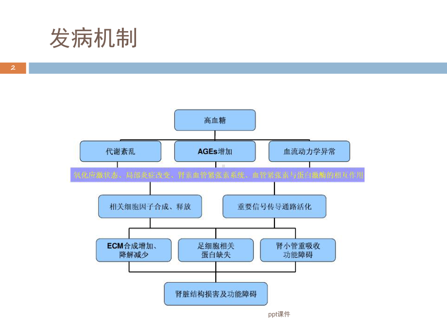 糖尿病肾病病理-ppt课件.ppt_第2页