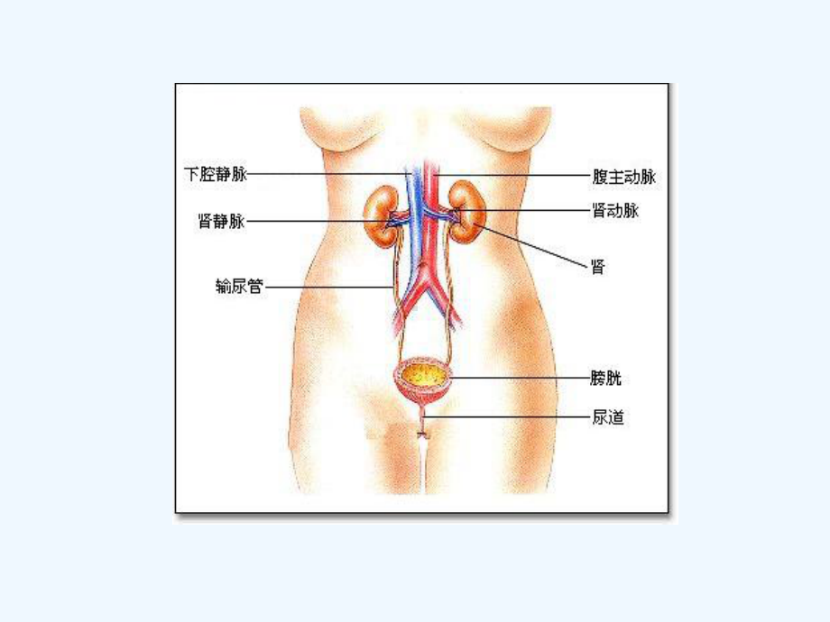 肾脏疾病基础知识概述(ppt-75页)课件.ppt_第3页