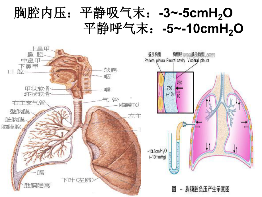 内科护理学气胸课件.ppt_第2页