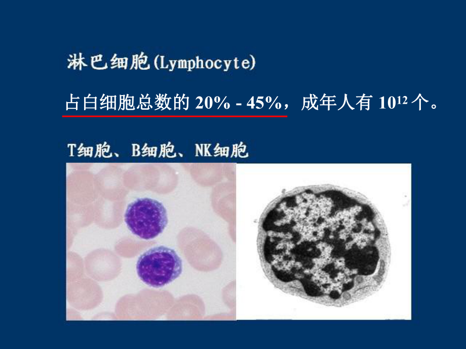 免疫系统免疫细胞医学PPT课件.ppt_第3页