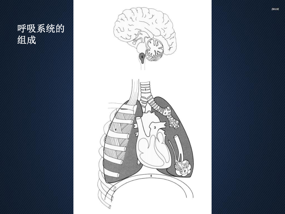 慢性肺源性心脏病-ppt课件.ppt_第2页