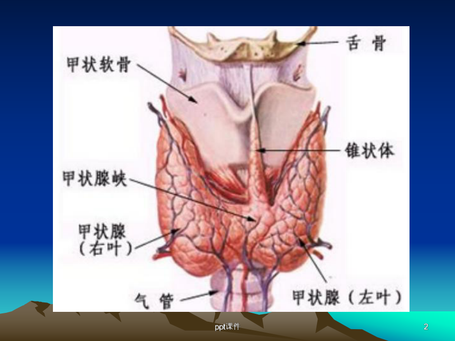 甲状腺结节的良恶性鉴别-ppt课件.ppt_第2页