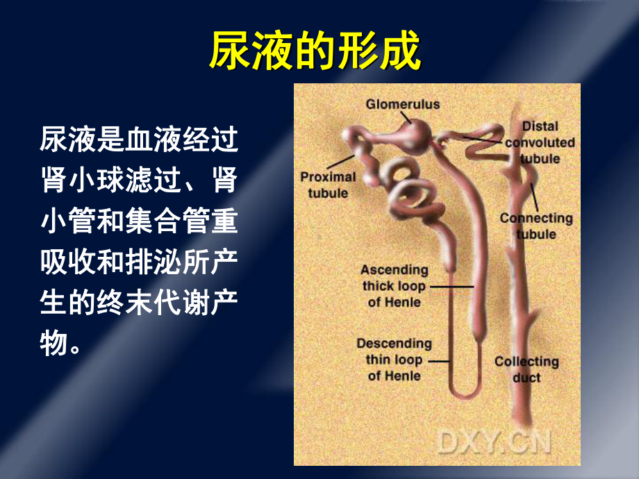 蛋白尿的诊断和鉴别诊断PPT课件.ppt_第2页