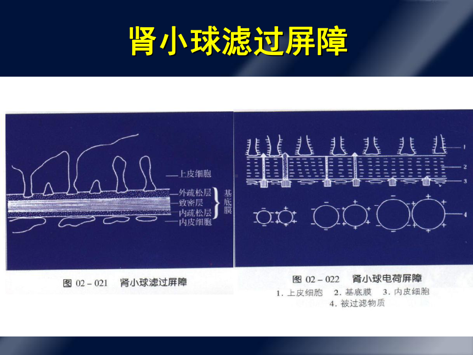 蛋白尿的诊断和鉴别诊断PPT课件.ppt_第3页