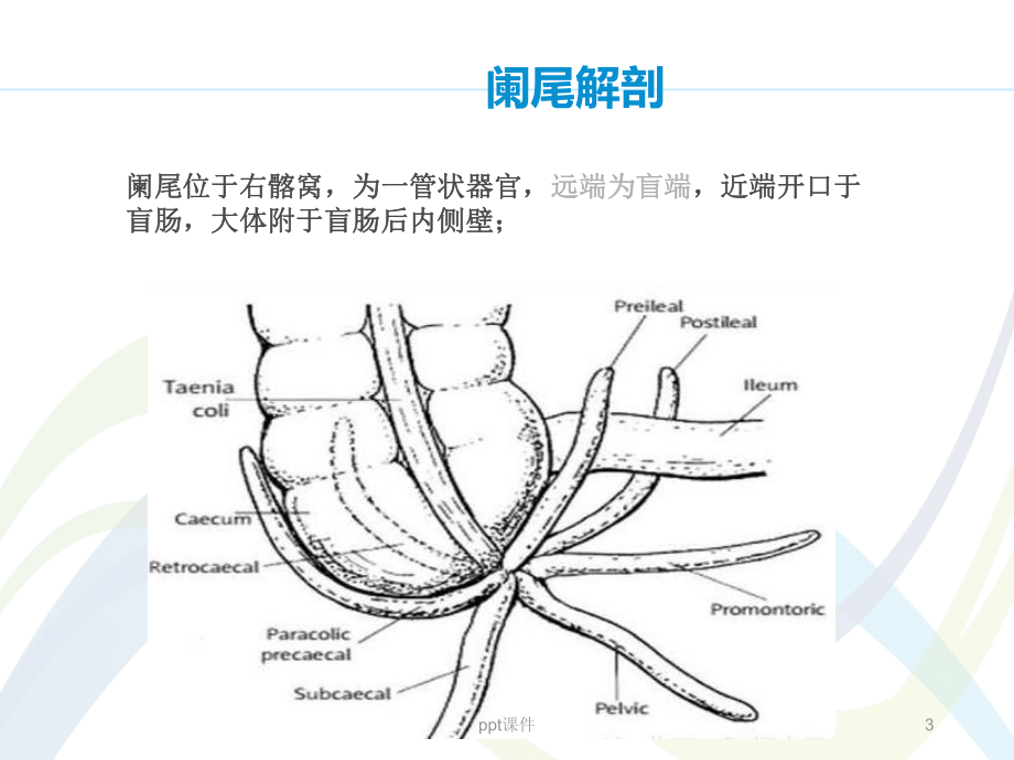 急性阑尾炎超声诊断-ppt课件.ppt_第3页