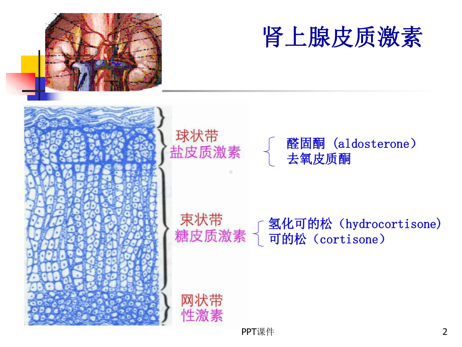 临床药理学-肾上腺皮质激素的临床应用-ppt课件.ppt_第2页