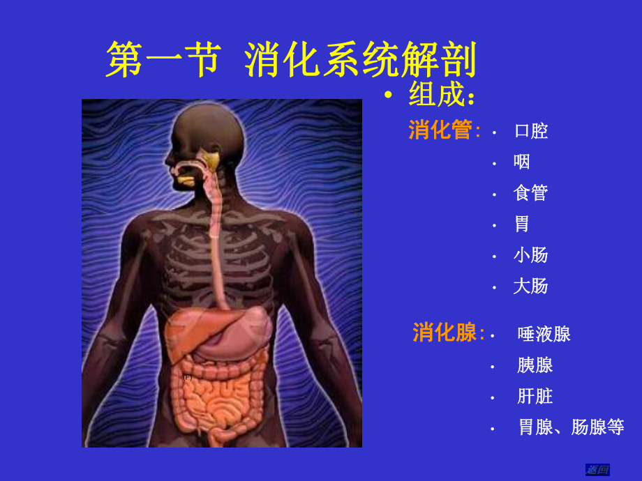 消化系统解剖和生理PPT培训课件.ppt_第2页