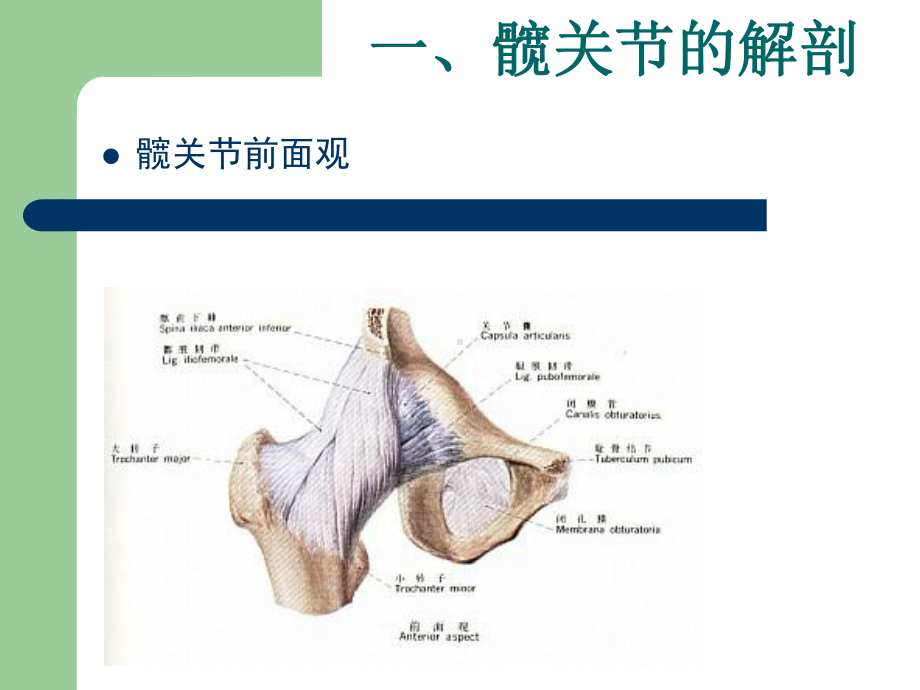 人工全髋关节置换手术配合PPT课件.ppt_第2页