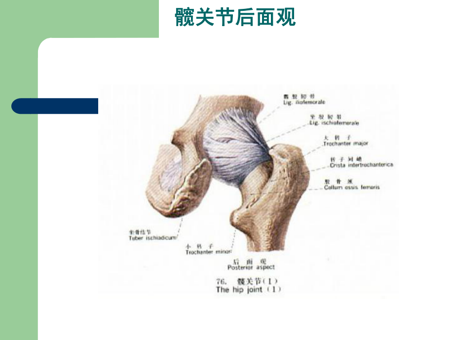 人工全髋关节置换手术配合PPT课件.ppt_第3页