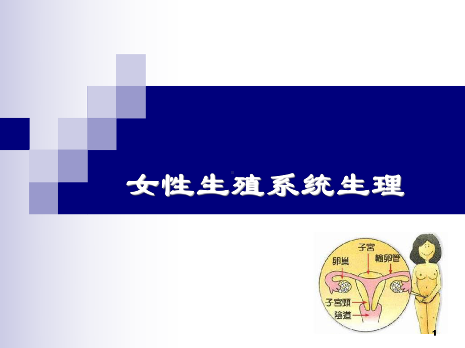 女性生殖系统生理PPT课件(同名211).ppt_第1页