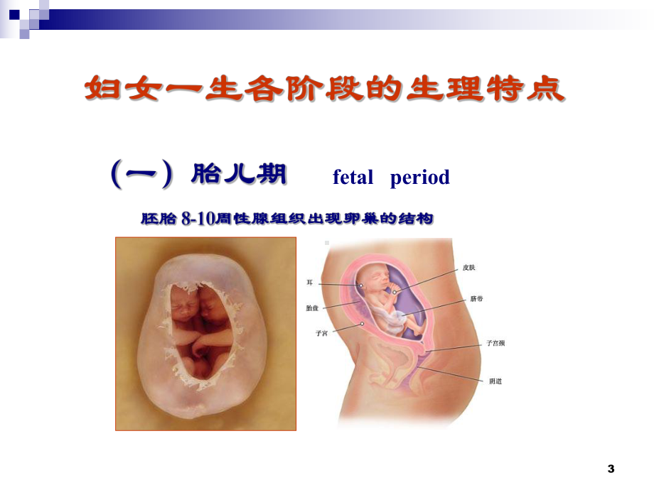 女性生殖系统生理PPT课件(同名211).ppt_第3页