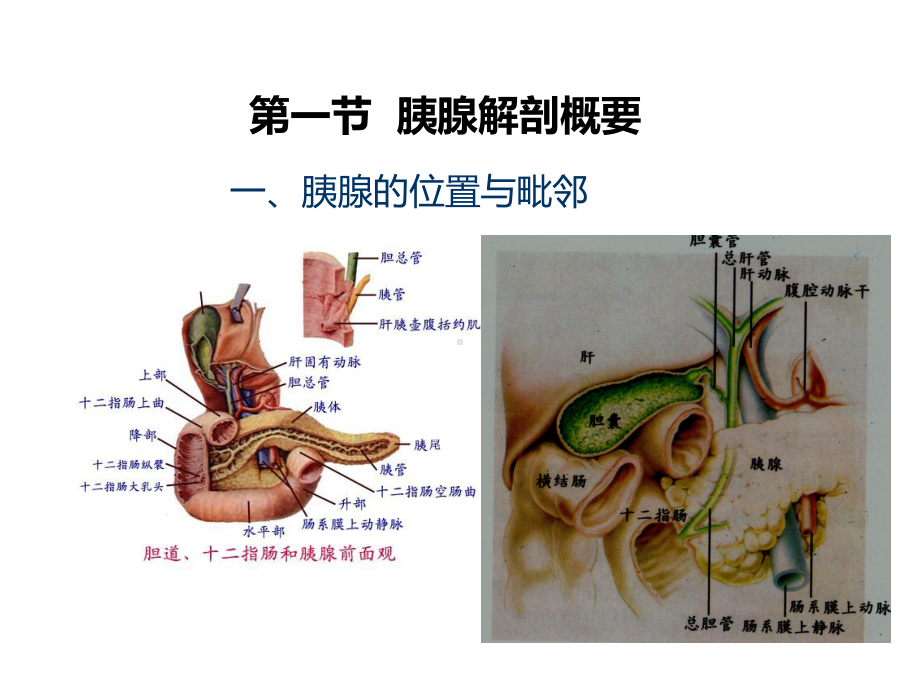 胰腺超声PPT课件.ppt_第2页