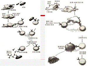 主要的免疫细胞DendriticcellsDC-萧山三中课件.ppt