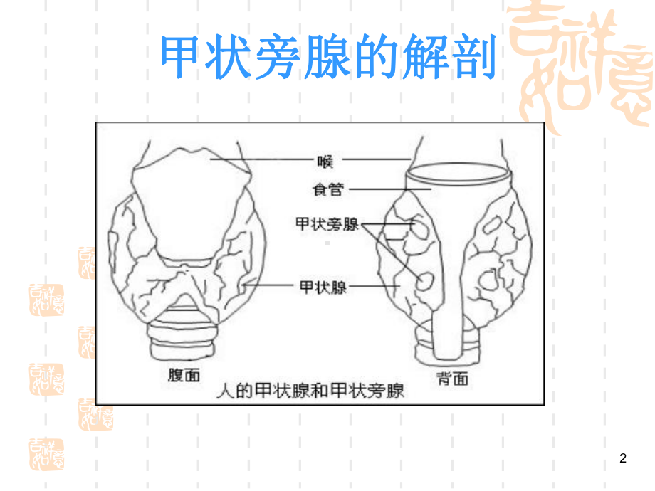 甲状旁腺功能减退PPT课件.ppt_第2页