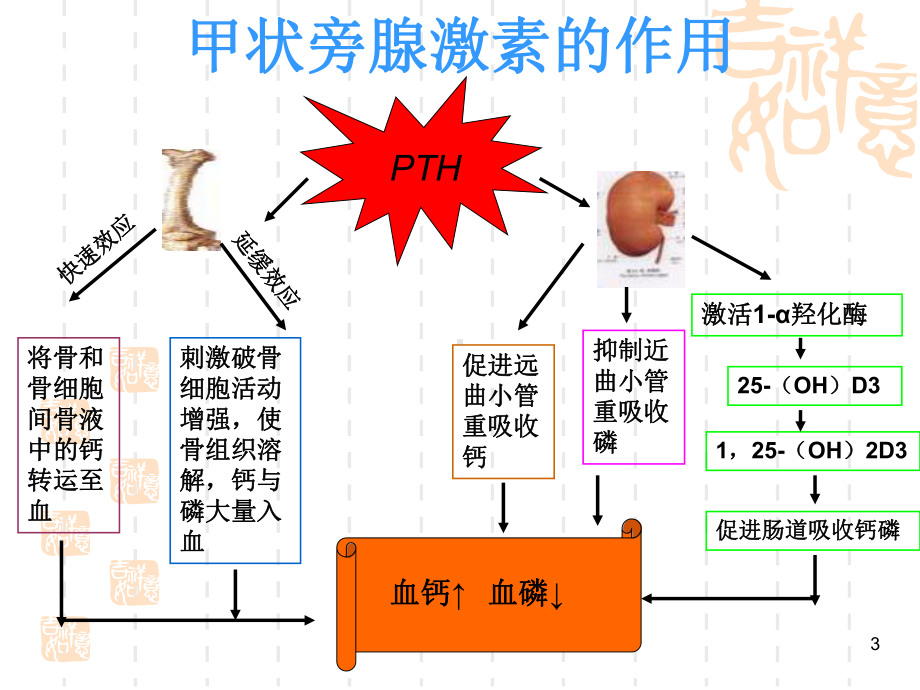 甲状旁腺功能减退PPT课件.ppt_第3页