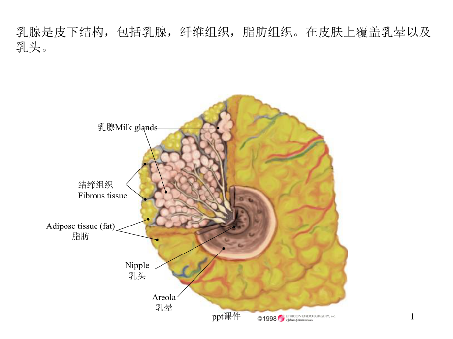 乳腺解剖-ppt课件.ppt_第1页