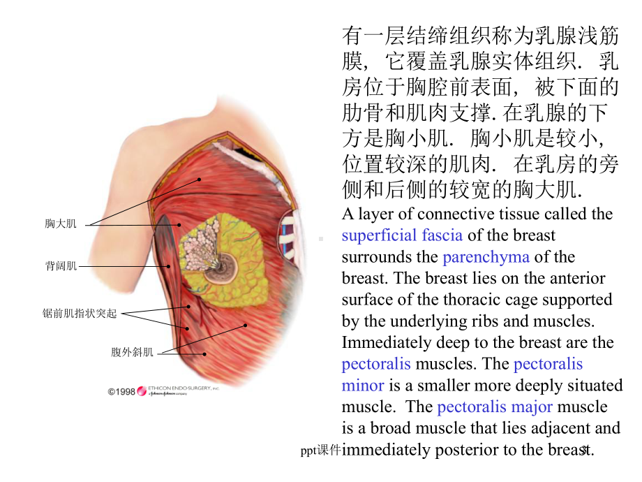 乳腺解剖-ppt课件.ppt_第3页