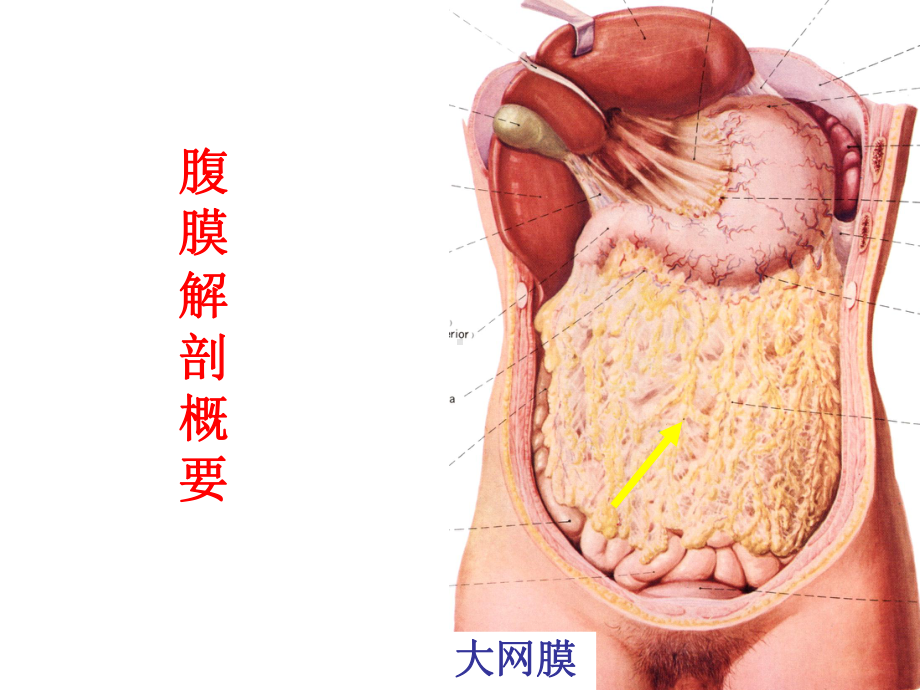 急性化脓性腹膜炎ppt演示课件.ppt_第3页