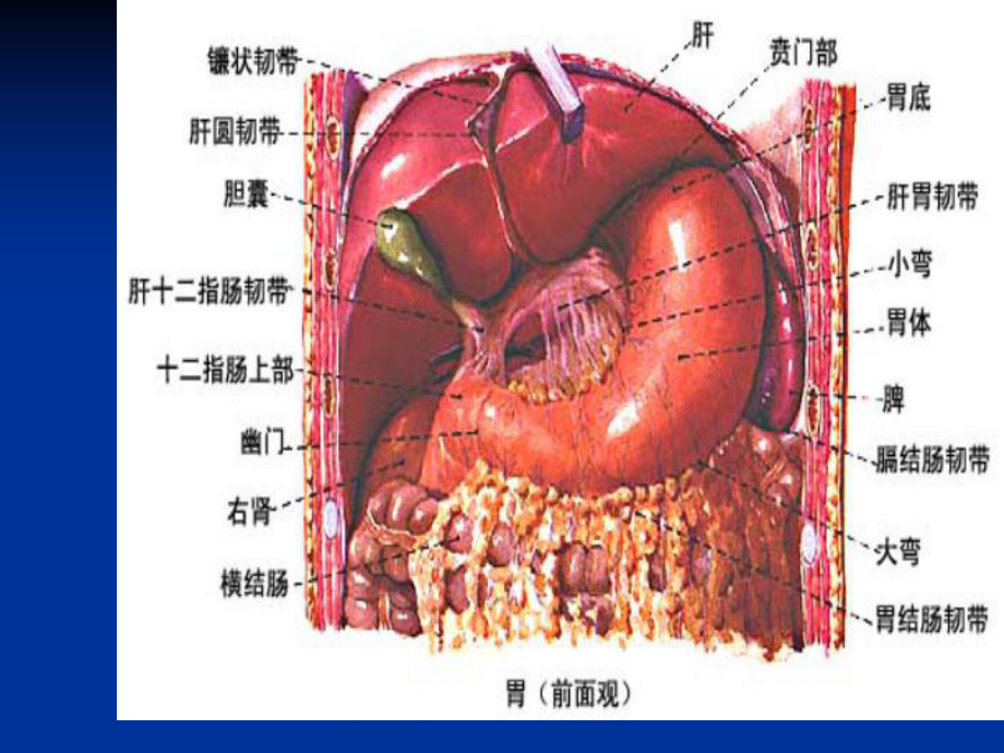 消化系统常见疾病的药物治疗重点难点辅导课件.ppt_第3页