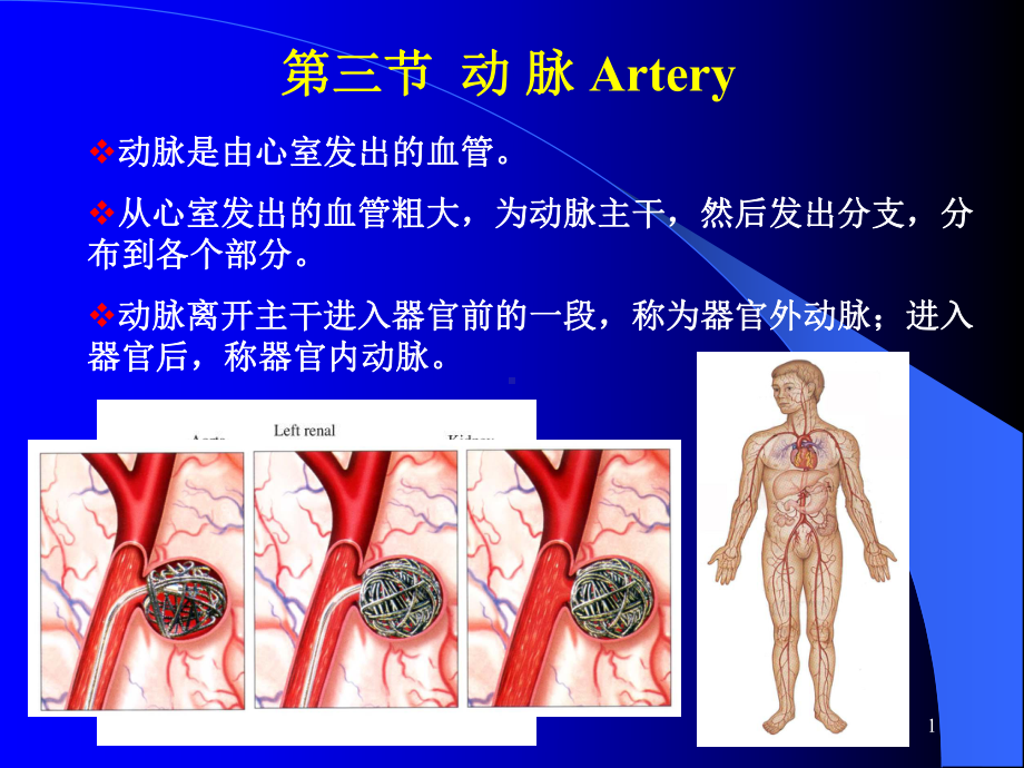 肺循环的动脉ppt课件.ppt_第1页