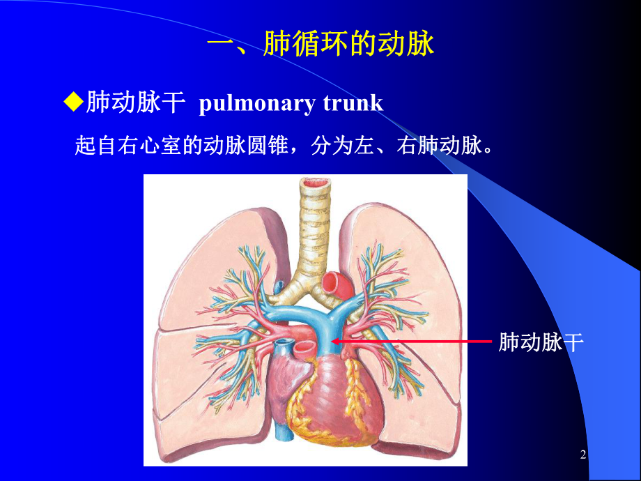 肺循环的动脉ppt课件.ppt_第2页