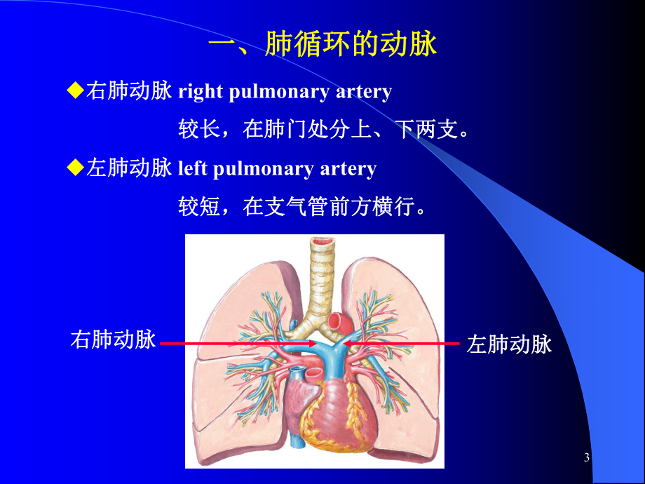 肺循环的动脉ppt课件.ppt_第3页