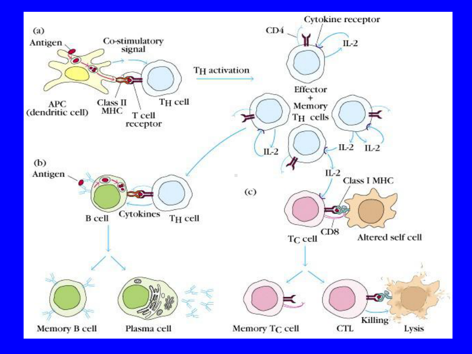 T细胞介导的细胞免疫应答课件.ppt_第3页