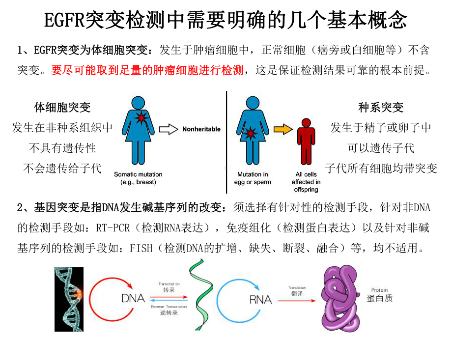 医学非小细胞肺癌基因检测PPT培训课件.ppt_第3页